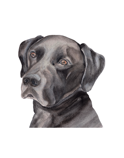 Custom Pet Portraits